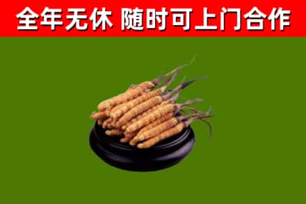 玛沁县回收散虫草